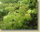 Syringa reticulata var. reticulata japaninlikusterisyreeni