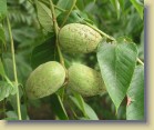 Juglans cinerea amerikanjalophkin