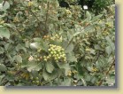 Sorbus aria saksanpihlaja