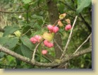 Euonymus europaeus euroopansorvaripensas