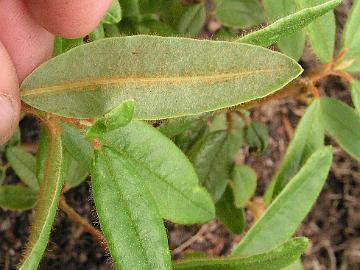 P7093310_diversipilosum_new_leaf_1024px New leaf of R. diversipilosum from prof. Bengt Kihlman. Picture 9-Jul-2004 in Rhodogarden.