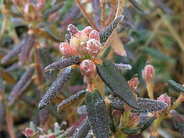 PB051484_groenlandicum_600pix Flower buds of R. groenlandicum from Arboretum Mustila. Picture 5-Nov-2002 in Rhodogarden.