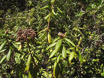 IMG_8256_Kruse_R_neoglandulosum_1024px R. neoglandulosum at Kruse Rhododendron Reserve, Jenner, California. Picture 23-Apr-2013.