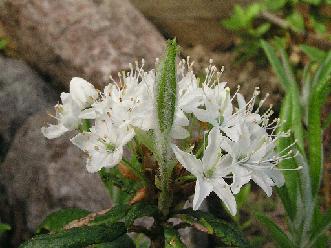 Rhododendron diversipilosum (Nakai) Harmaja, 1999 / tetraploid