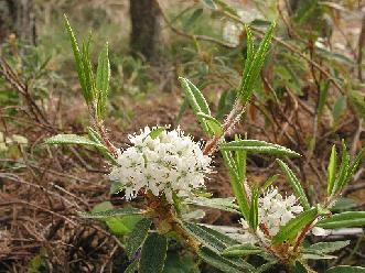 Rhododendron hypoleucum (Kom.) Harmaja, 1990 / tetraploid