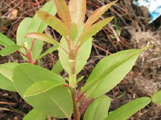 Rhododendron neoglandulosum Harmaja, 1990 / tetraploid