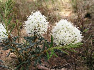 Rhododendron subarcticum Harmaja, 1990 / diploid