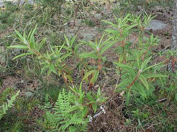 P6189708_tolmachevii_1024px R. tolmachevii from Bengt Kihlman, 2719, #152 from Finnish - Russian expedition to Amur 1976. Picture 18-Jun-2006 in Rhodogarden. The plant has probably been...