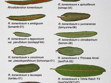 IMG_4995_tomentosum_crosses Leaves from various R. tomentosum crosses with other lepidote Rhododendrons by Kristian Theqvist. See Photos of leaves of Rhododendron tomentosum crosses .