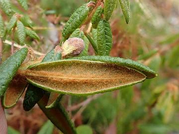 PB280014_tomentosum_Neuurmag_Mongolia_1024px R. tomentosum , Neuurmag, Mongoliia, tested as tetraploid as other R. tomentosum , excluding North American R. subarcticum which is tested as diploid. Picture...