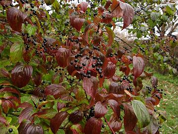 PB084798_1024px Cornus hemsleyi