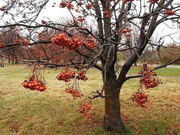 PB084806_1024px Sorbus amurensis