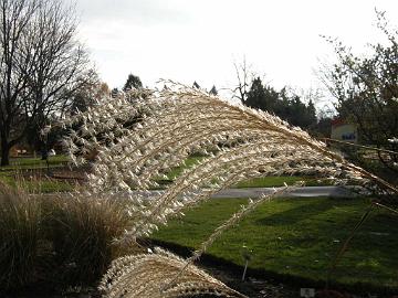 PB094840_1024px Miscanthus sinensis 'Roland'