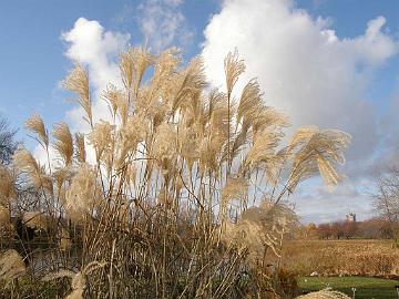 PB094841_1024px Miscanthus sinensis 'Roland'