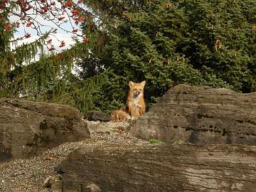 PB094857_1024px Fox in the garden