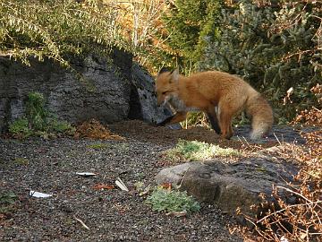 PB094862_1024px Fox digging in the garden
