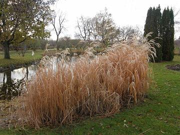 PB094869_1024px Miscanthus sacchariflorus