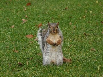 PB094871_1024px Squirrel