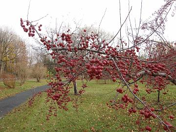 PB094881_1024px Malus 'Indian Summer'