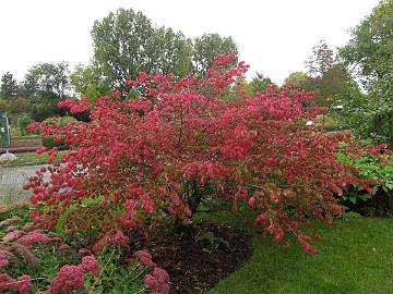 P9274329_1024px Euonymus alatus