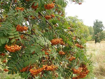 P9274331_1024px Sorbus aucuparia var. xanthocarpa