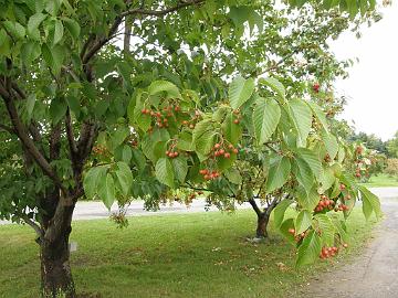 P9274333_1024px Sorbus folgneri