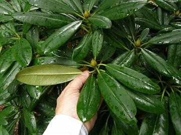 P9274338_1024px Wrong clone of Rhododendron 'Peter Tigerstedt' See Two different clones of 'Peter Tigerstedt'?