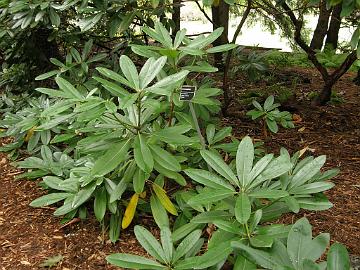 P9274342_1024px Rhododendron 'Russel Harmon'