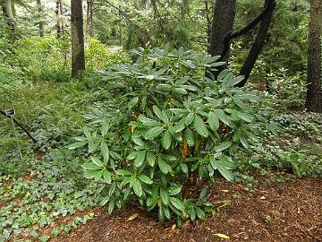 P9274354_1024px Wrong clone of Rhododendron 'Peter Tigerstedt' See Two different clones of 'Peter Tigerstedt'?