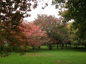 P9274365_1024px Acer rubrum and other maples