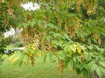 P9274378_1024px Acer triflorum