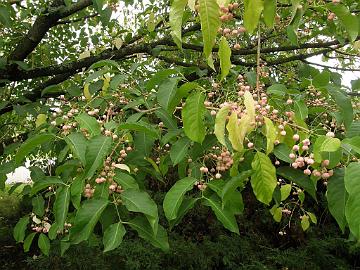 P9274395_1024px Euonymus hamiltonianus var. lanceifolius