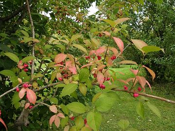 P9274399_1024px Euonymus europaeus f. atrorubens