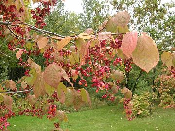 P9274411_1024px Euonymus sachalinensis