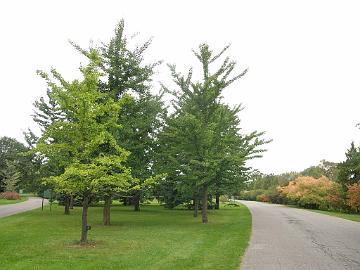 P9274412_1024px Ginkgo biloba