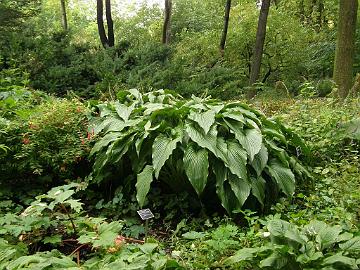 P9274415_1024px Hosta 'Jane Cascade' in Shade Garden