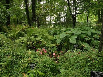 P9274418_1024px Shade Garden