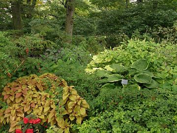 P9274424_1024px Shade Garden