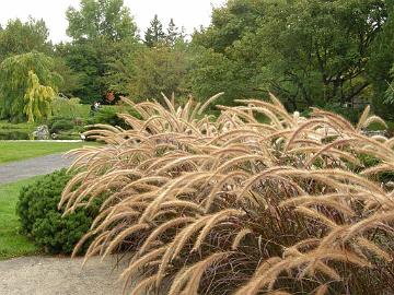 P9274428_1024px Pennisetum in Japanese Garden