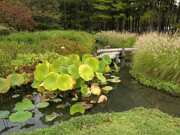 P9274442_1024px Lotus , Japanese Garden