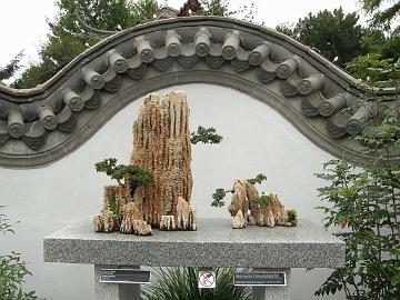 P9274461_Ulmus_parvifolia_Chinese_Garden_MBG_1024px Ulmus parvifolia bonsai