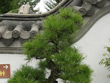 P9274462_Pinus_thunbergii_Nishiki_50v_Chinese_Garden_MBG_1024px Pinus thunbergii 'Nishiki' 50 years, bonsai