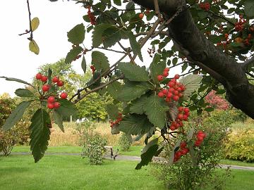 P9274489_Sorbus_mougeotii_MBG_1024px Sorbus mougeotii