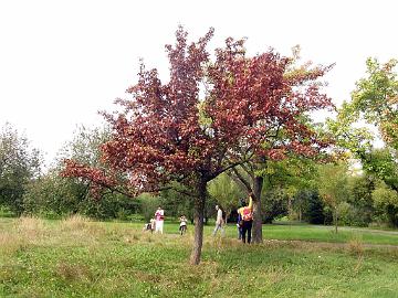 P9274491 Pyrus ussuriensis var. ovoidea