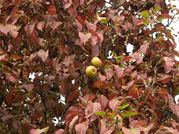 P9274493_Pyrus_ussuriensis_var_ovoidea_MBG_1024px Pyrus ussuriensis var. ovoidea