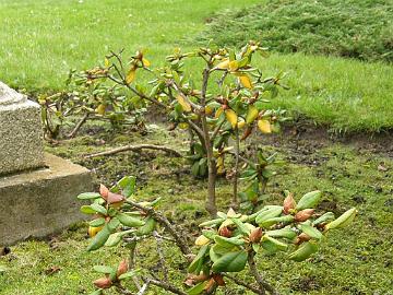 P9274499_Elviira_MBG_jap_puutarha_2000_1024px Rhododendron 'Elviira' suffers from wrong type of soil and sunshine