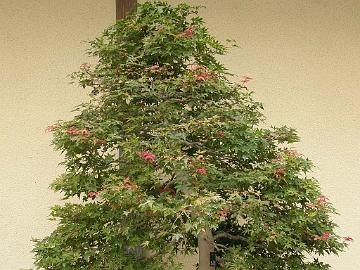 P9274501_Acer_palmatum_60_v_1024px Acer palmatum 60 years, bonsai