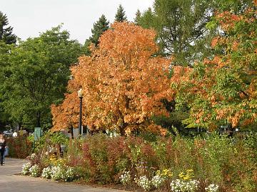 P9274504_Aesculus_flava_puita_MBG_1024px Aesculus flava