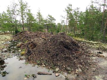 IMG_0379_multakasa_1024px 12 tractor loads of acid black peat is a good stock for rhododendron plantings. 12 traktorikuormallista mustaa hapanta multaa on hyvä varasto alppiruusujen...