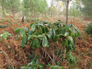 IMG_6578_BVTward-02_brachycarpum_var_tigerstedtii_x_wardii_02_1024px Rhododendron brachycarpum var. tigerstedtii x wardii , a cross by Peter M.A. Tigerstedt, growing in the rhododendron test field